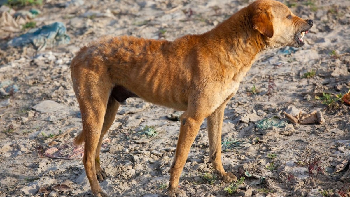 Toulaví psi v Indii na pláži vyhrabávají těla zemřelých.