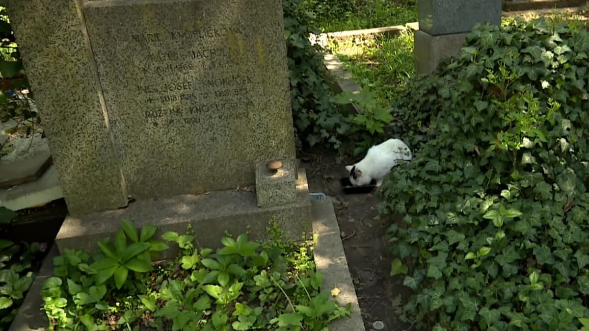 Toulavé kočky na Olšanských hřbitovech