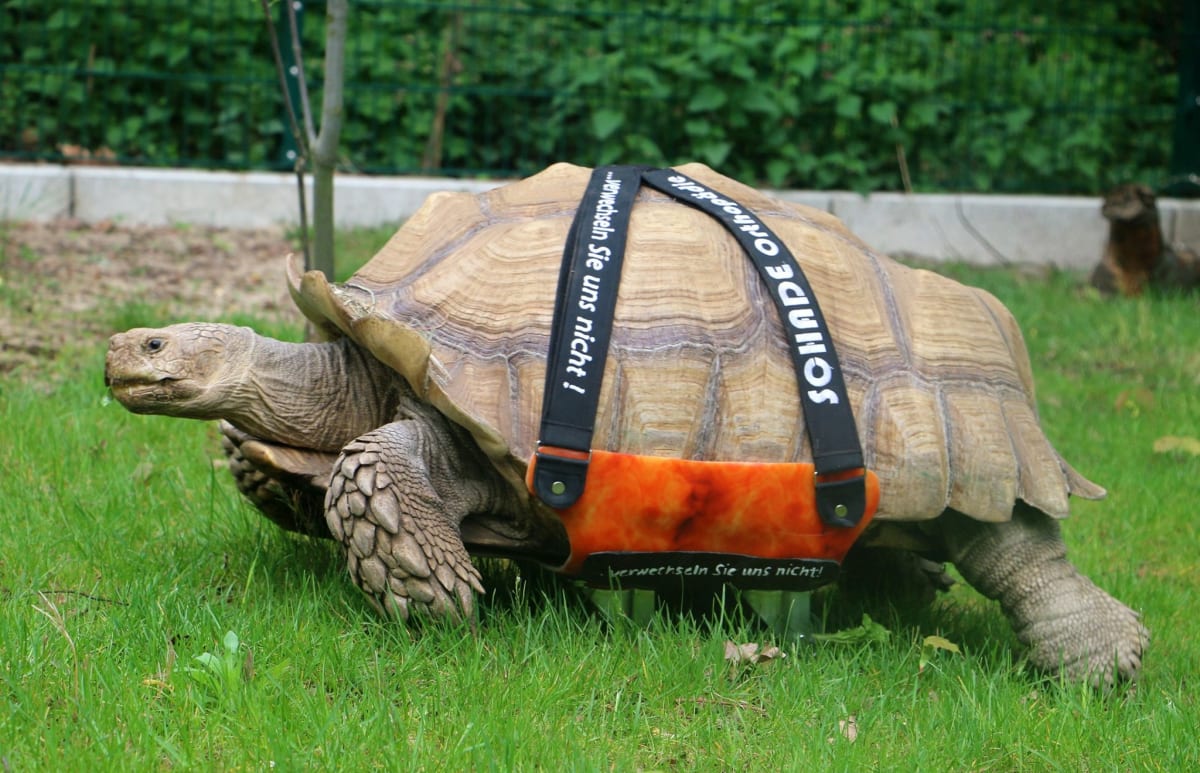 Helmuth je čtyřiadvacetiletý želví samec, který trpí artritidou.