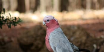 V Austrálii hromadně umírají ptáci. Na vině může být jed na hlodavce