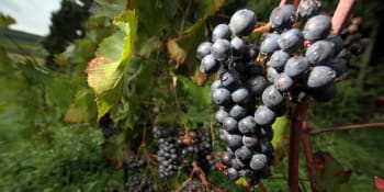 Vinařství je práce, zábava i smysl života, říká majitel vinařství Vinné sklepy Kutná Hora