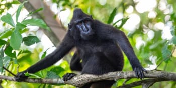 Z děčínské zoo utekl devítikilový makak. Na svobodě pobyl jen tři hodiny