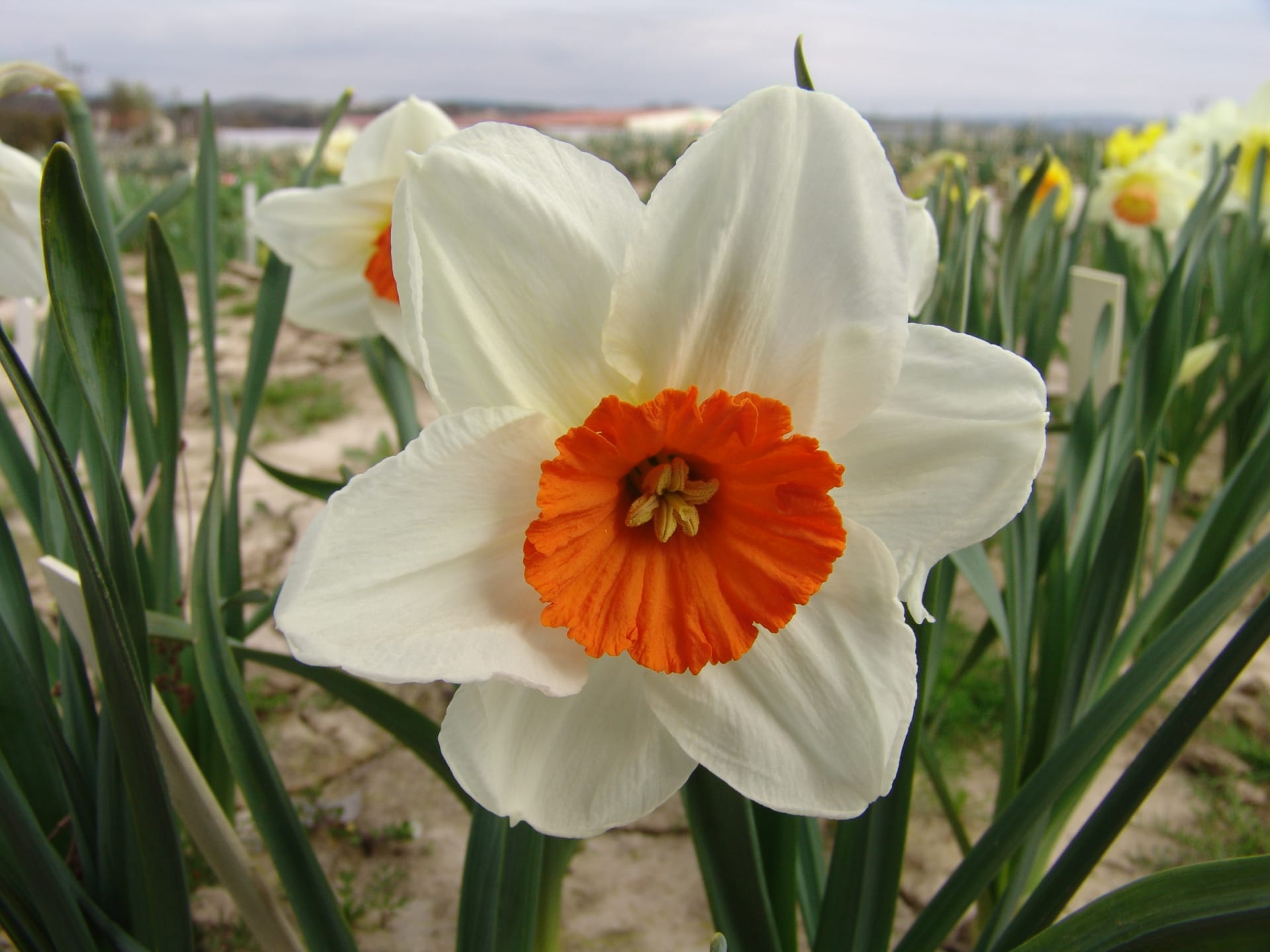 Narcis patří mezi nejvyužívanější jarní cibuloviny 