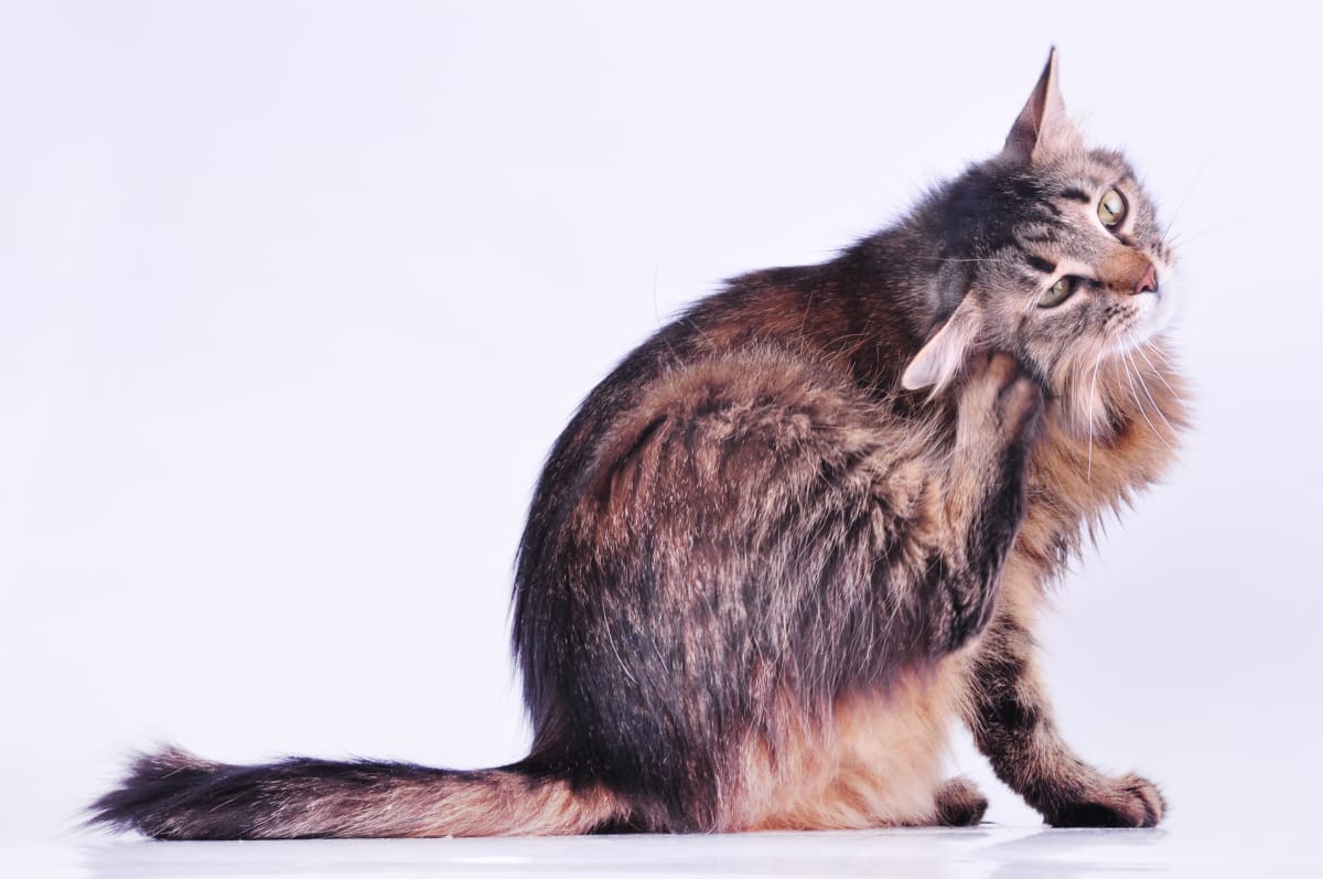 Mnoho koček trpí alergií na bleší kousnutí