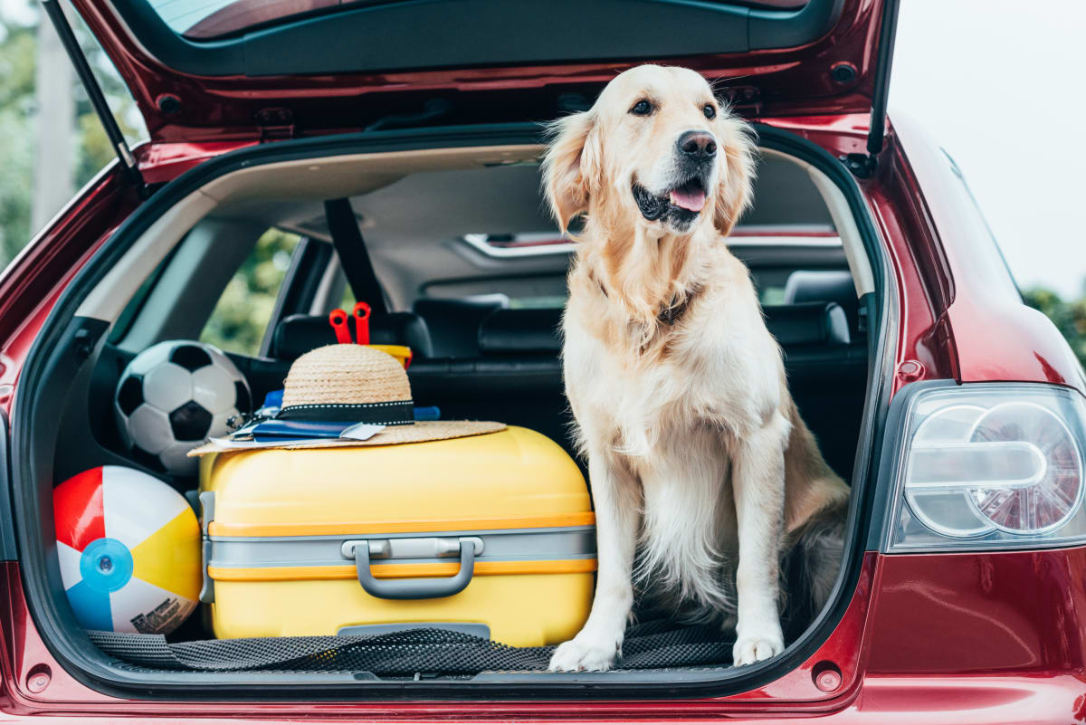 Někteří psi cestování snáší bez problémů