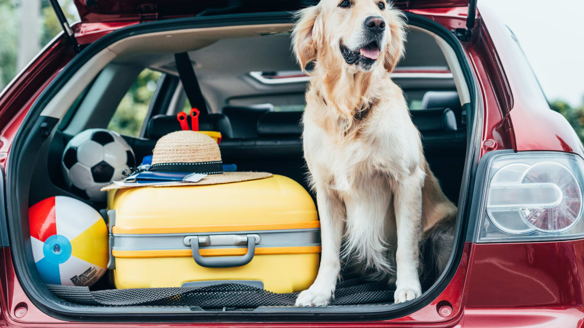 Někteří psi cestování snáší bez problémů