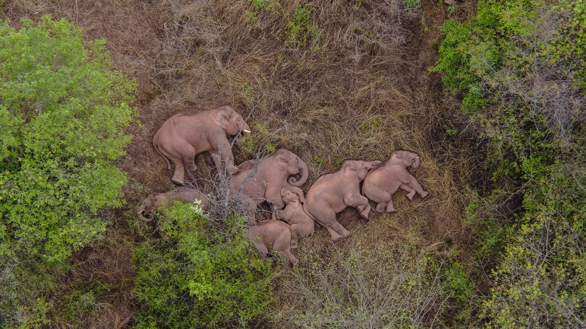 Migrující stádo slonů v Číně (Autor: Xinhua/Sipa)