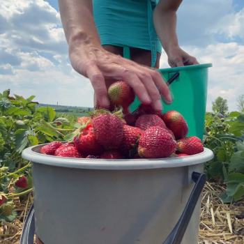 Nejméně o 10 procent podraží jahody vypěstované na plantážích v Česku.
