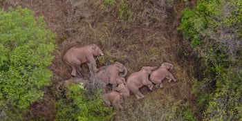 Stádo slonů se vydalo napříč Čínou a nikdo netuší proč. Jejich tažení fascinuje svět