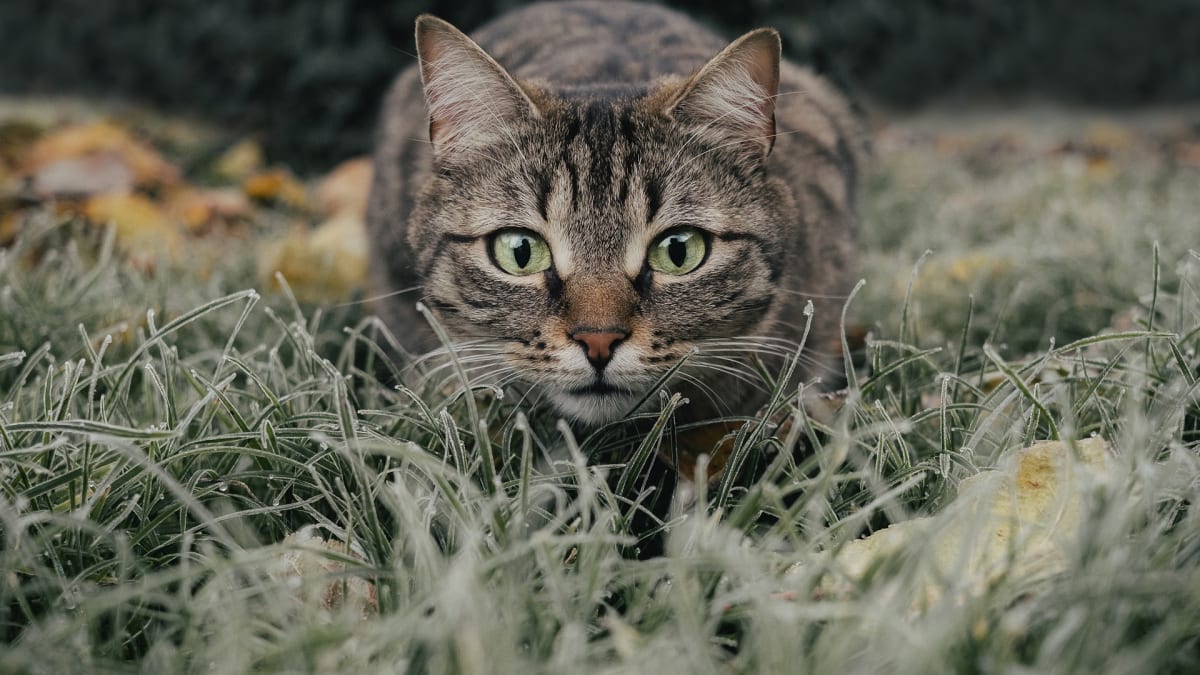Majitelé koček jsou také odpovědní za škodu, kterou zvíře způsobí. Foto: Pixabay.com