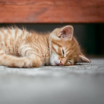 Toulavá kočka, Foto: Pixabay.com