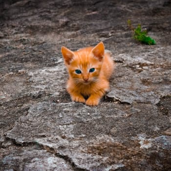 toulavá kočka, Foto: Pixabay.com