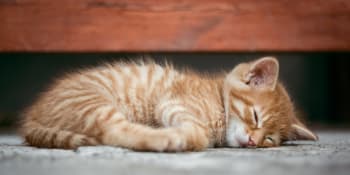 Zákaz krmení toulavých koček? Obecní vyhlášky jsou často v rozporu se zákonem