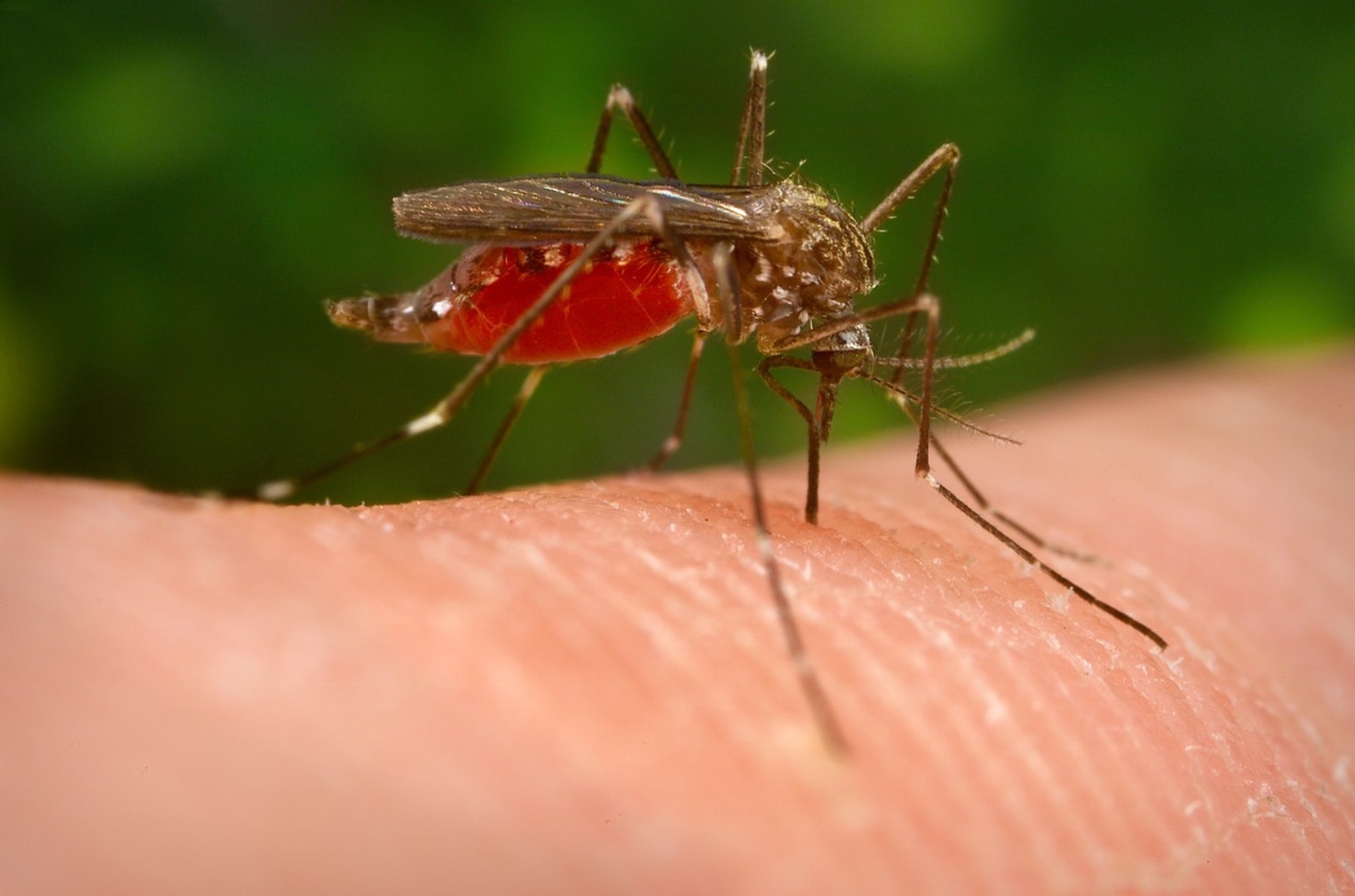 Aedes japonicus japonicus, nebezpečný komár, který se objevil na Slovensku.