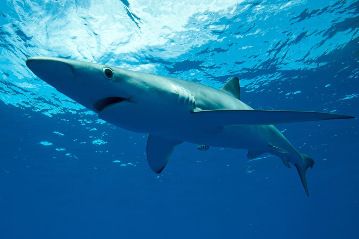 Žralok modrý (Ilustrační snímek)