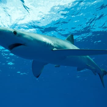 Žralok modrý (Ilustrační snímek)
