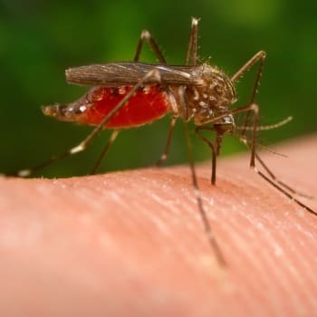 Aedes japonicus japonicus, nebezpečný komár, který se objevil na Slovensku.