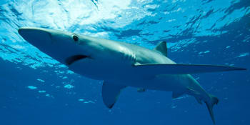 Žralok modrý vyděsil lidi u španělských břehů. Policie musela uzavřít pláž