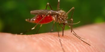 Může přenášet virus Zika i horečku dengue. Na Slovensku se objevil nebezpečný komár