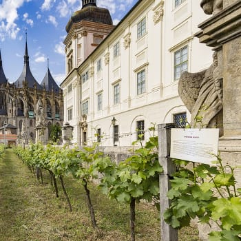 V klášterních sklepeních Kutné hory zrají unikátní vína
