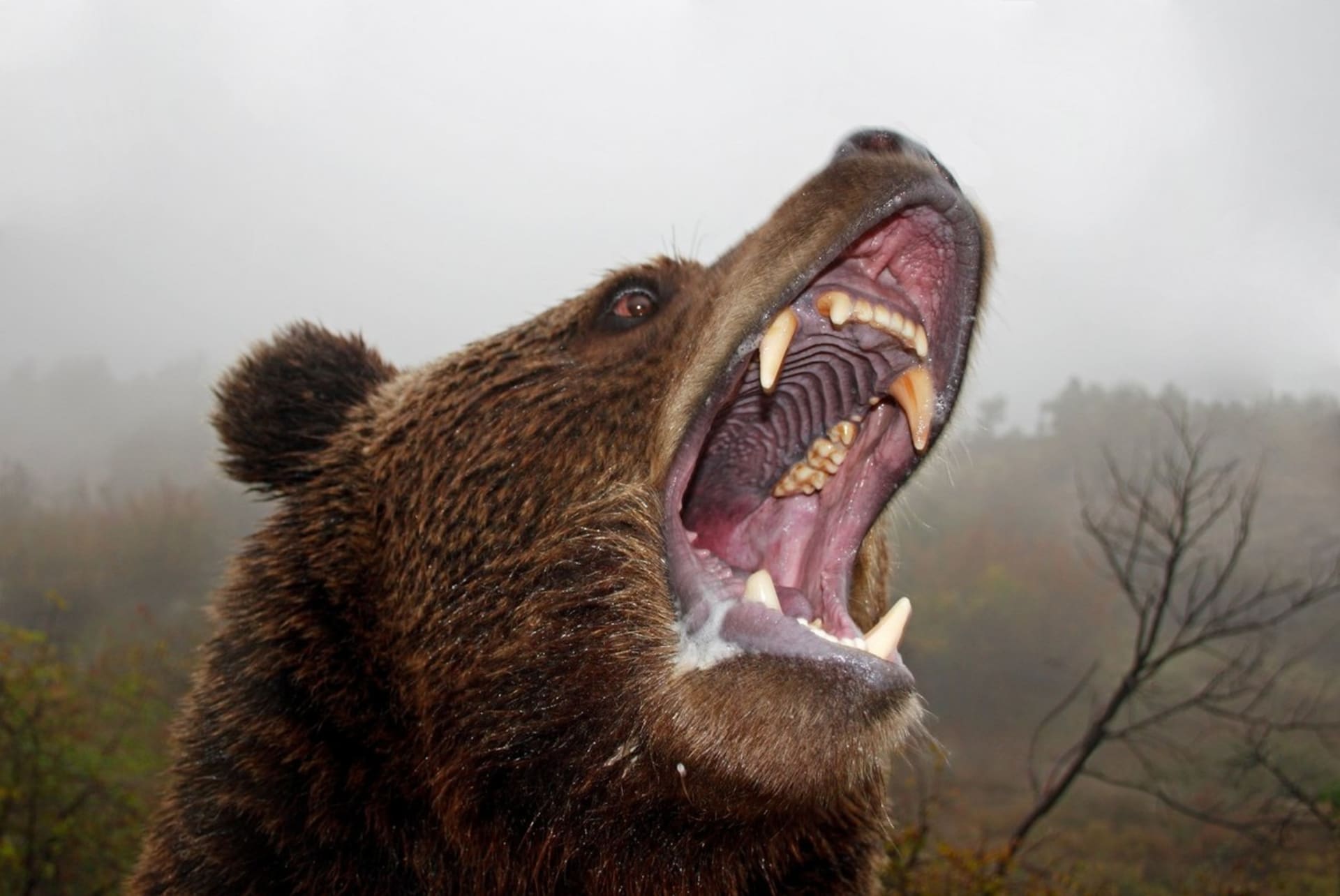 Na Slovensku pravděpodobně došlo k prvnímu případu usmrcení člověka medvědem hnědým. (Ilustrační foto)