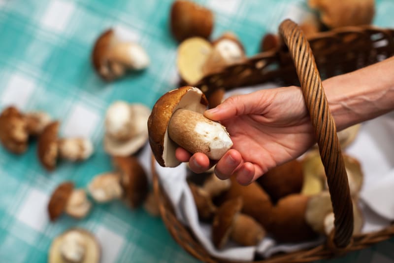 Lesní houby v košíku