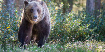 Řádění medvědů na Slovensku: Houbař skončil potrhaný, na východě šelmu natočili v obci