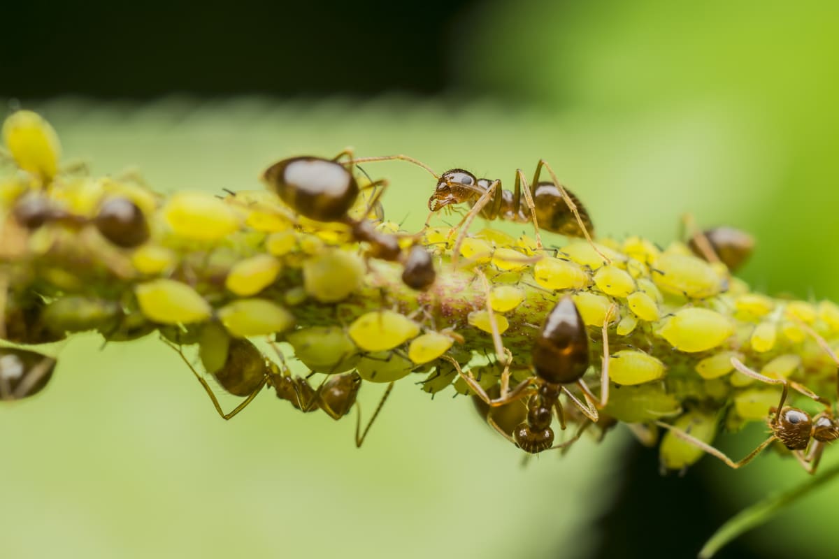 Mravenci se živí z velké části výměšky mšic nazývanými medovice. 