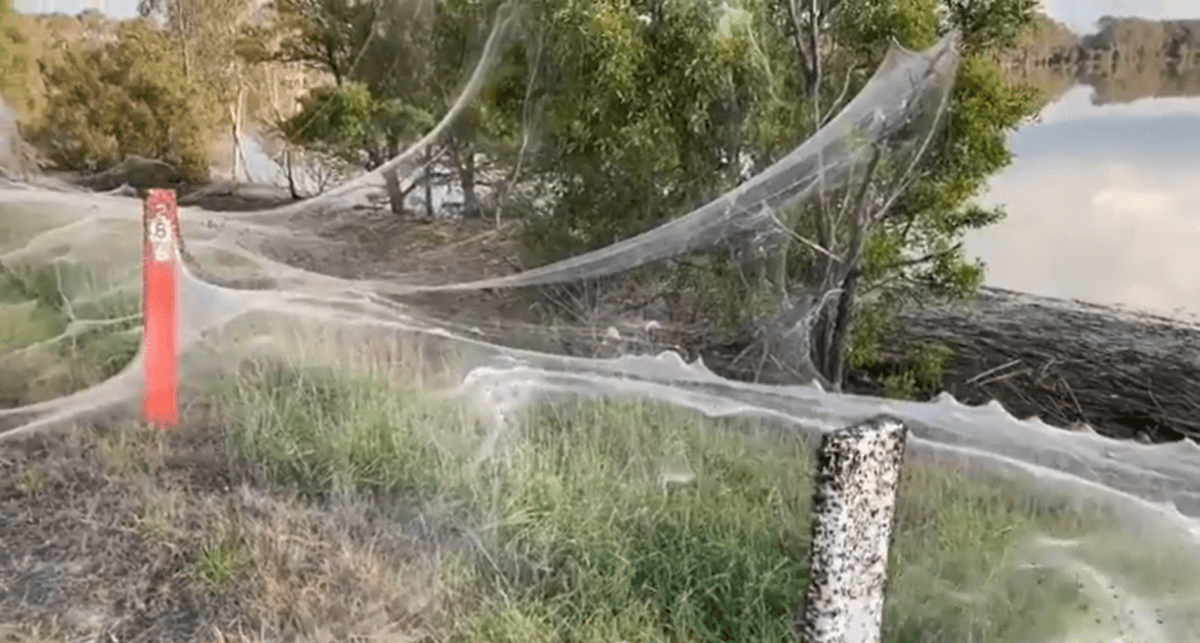 Pavouci zaplavili Austrálii
