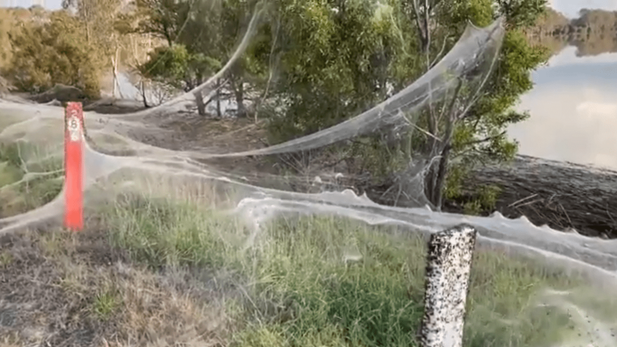 Pavouci zaplavili Austrálii