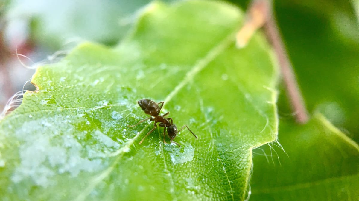 Mravenec je nejčastěji se vyskytující hmyz u nás. 