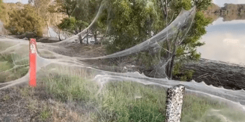 Pohled, ze kterého mrazí. Miliony pavouků zaskočily obyvatele Austrálie