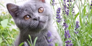 Česká senzace: Dříve než v Torontu zachránili kotě bez řitního otvoru u nás