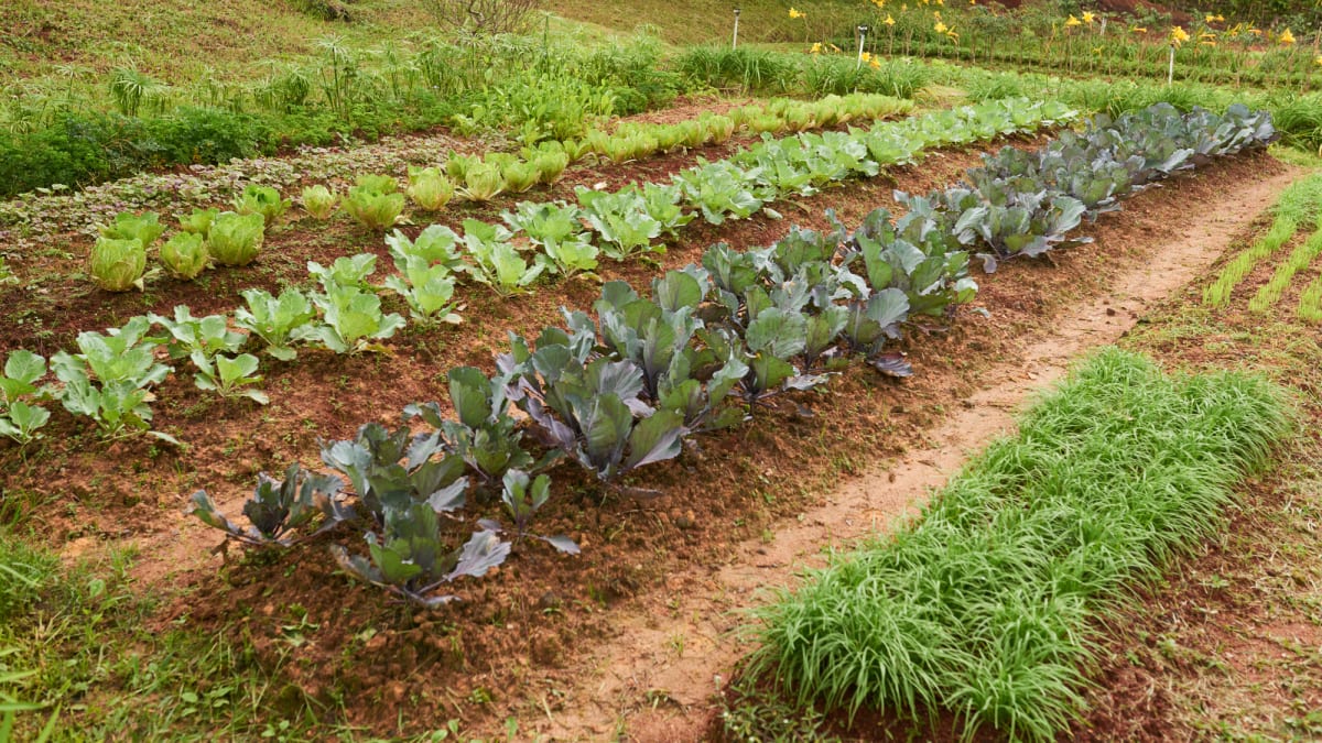 Smíšené kultury, zeleninová a bylinková zahrada