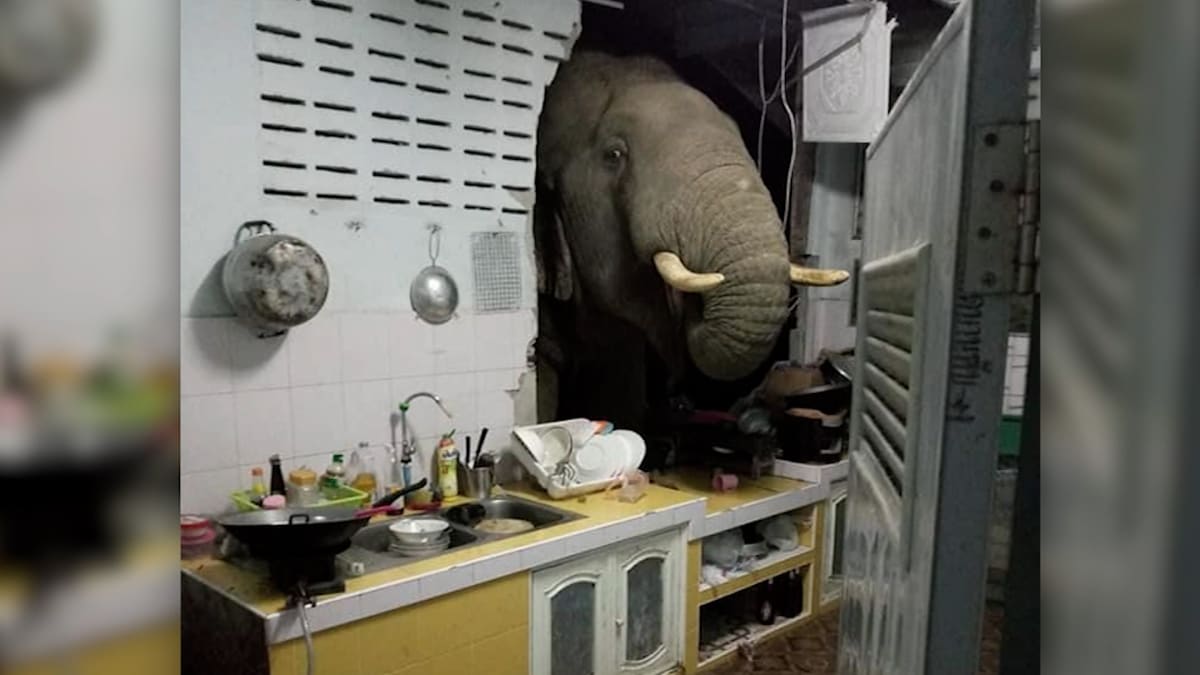 Slon se v Thajsku proboural do kuchyně. (Autor: Ratchadawan Puengprasoppon)