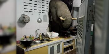 Nečekaný budíček. Divoký slon se v Thajsku vloupal do kuchyně, hledal jídlo