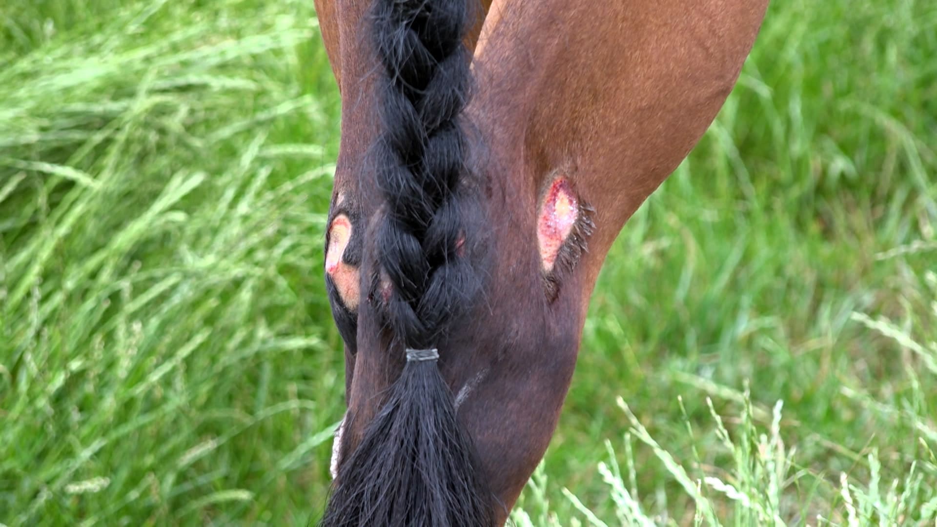 Koně mají i zranění.