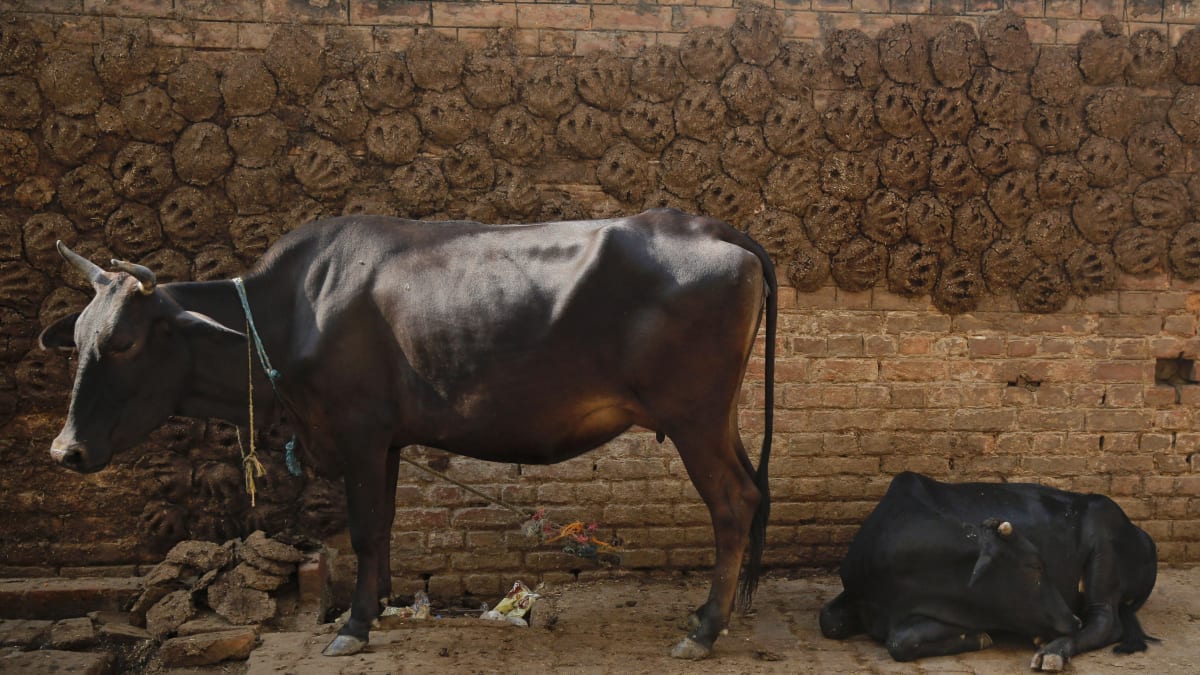 Indičtí policisté vyšetřují loupež skladu ve vesničce Dhurena, ze kterého zloději odnesli téměř tunu kravského trusu.