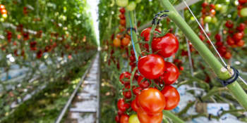 V areálu elektrárny na Chomutovsku rostou tuny rajčat. Pěstitelé využívají odpadní teplo