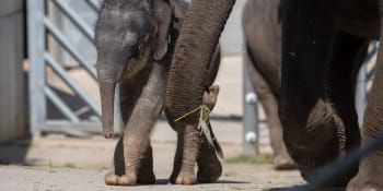 U Lukova se zabydlí čtyři sloni. Obyvatelé vesničky chtějí, aby zvíře měli i v erbu