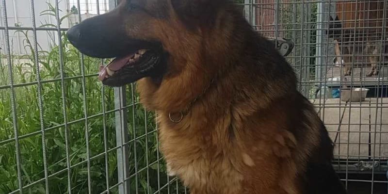 Pes s PP nalezený v Hruškách