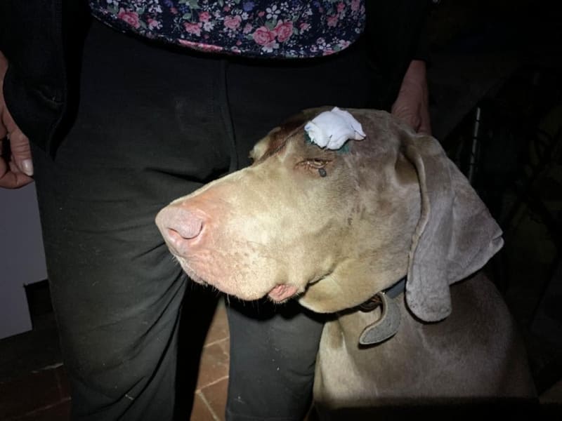 Veterináři ošetřovali psa zraněného střepinami.
