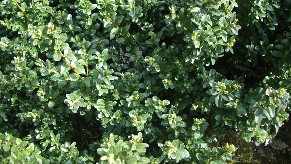 Zimostráz vždyzelený je rostlina, která obsahuje alkaloidy. 