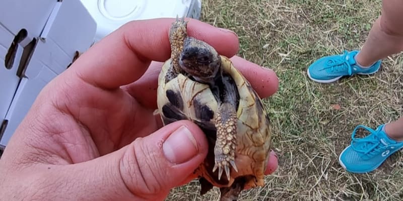 K veterinářům se dostala i nalezená želva.