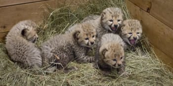 GALERIE: Pět gepardích mláďat. Samice v Dvoře Králové je porodila před zraky návštěvníků