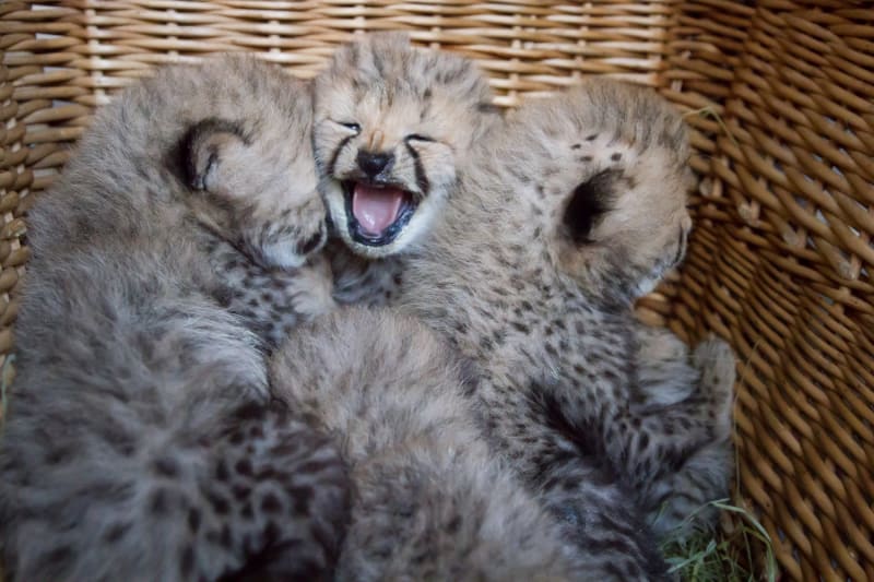 Gepardice ve Dvoře Králové porodila pět mláďat.