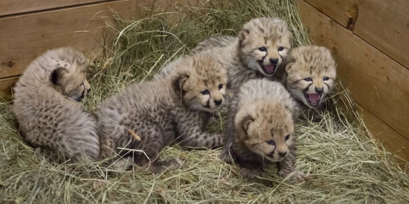 Gepardice ve Dvoře Králové porodila pět mláďat.
