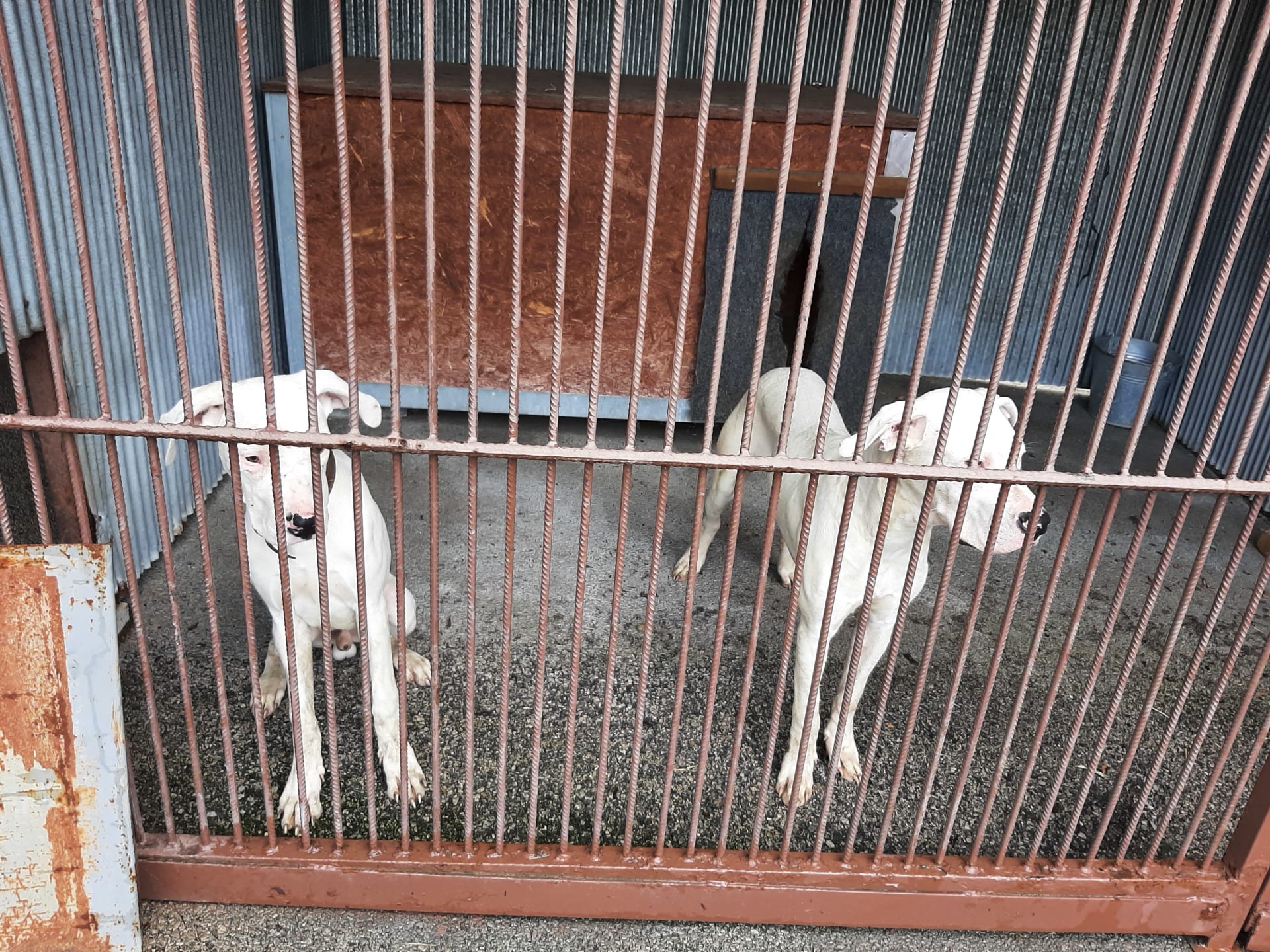 V jižních Čechách bylo odebráno 21 psů kvůli podezření z týrání. 