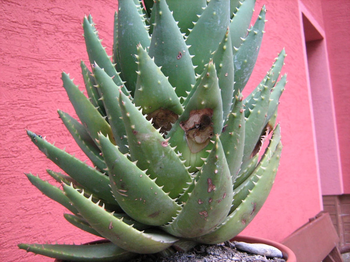 Aloe je považována za rostlinu přinášející štěstí a odhánějící zlo