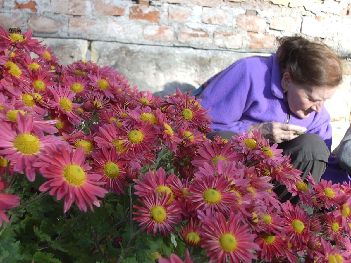 Chryzantéma je pro Číňany jednou z rostlin, které symbolizují štěstí